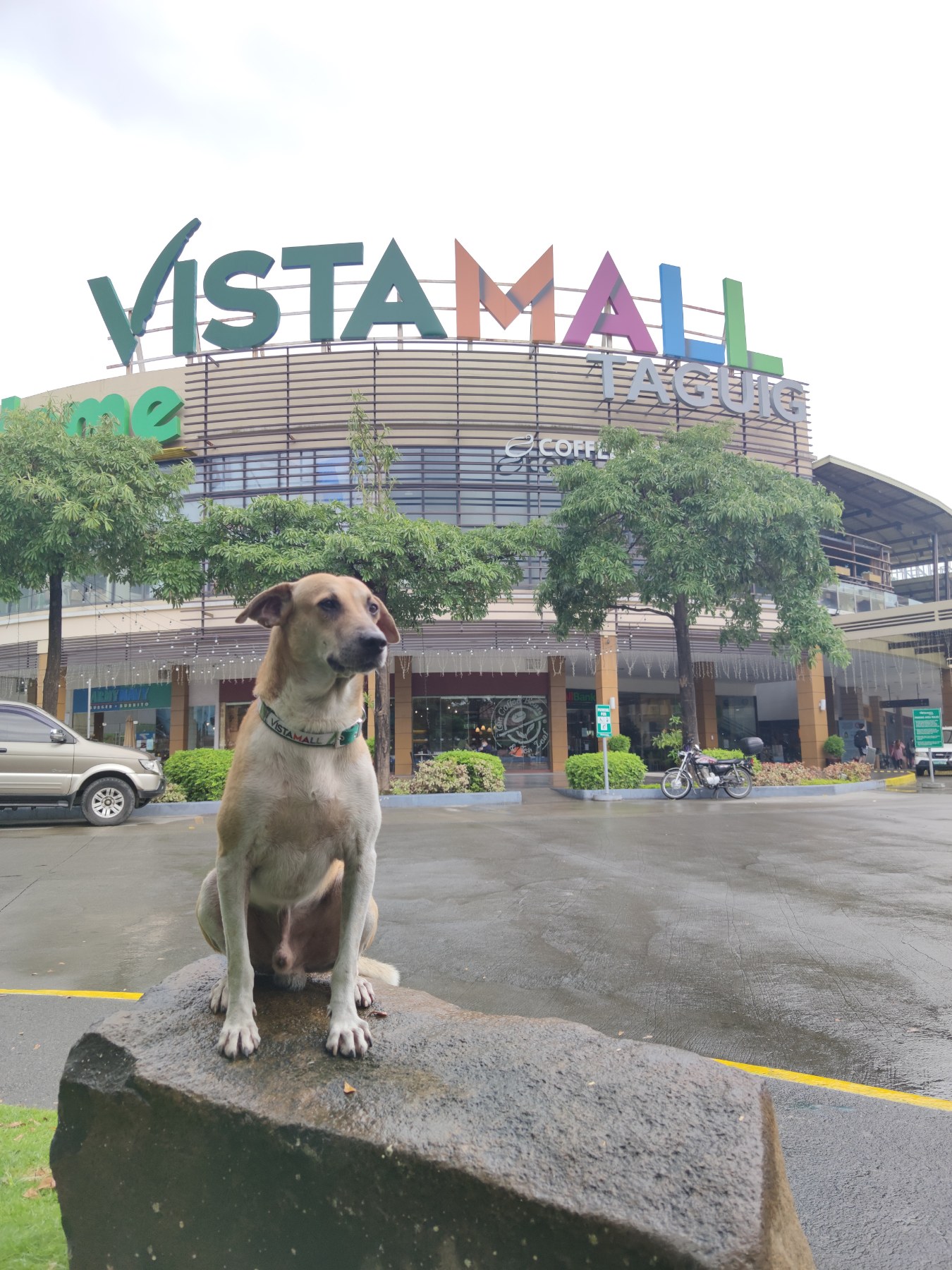 Dogdog, the brave dog of Vista Mall