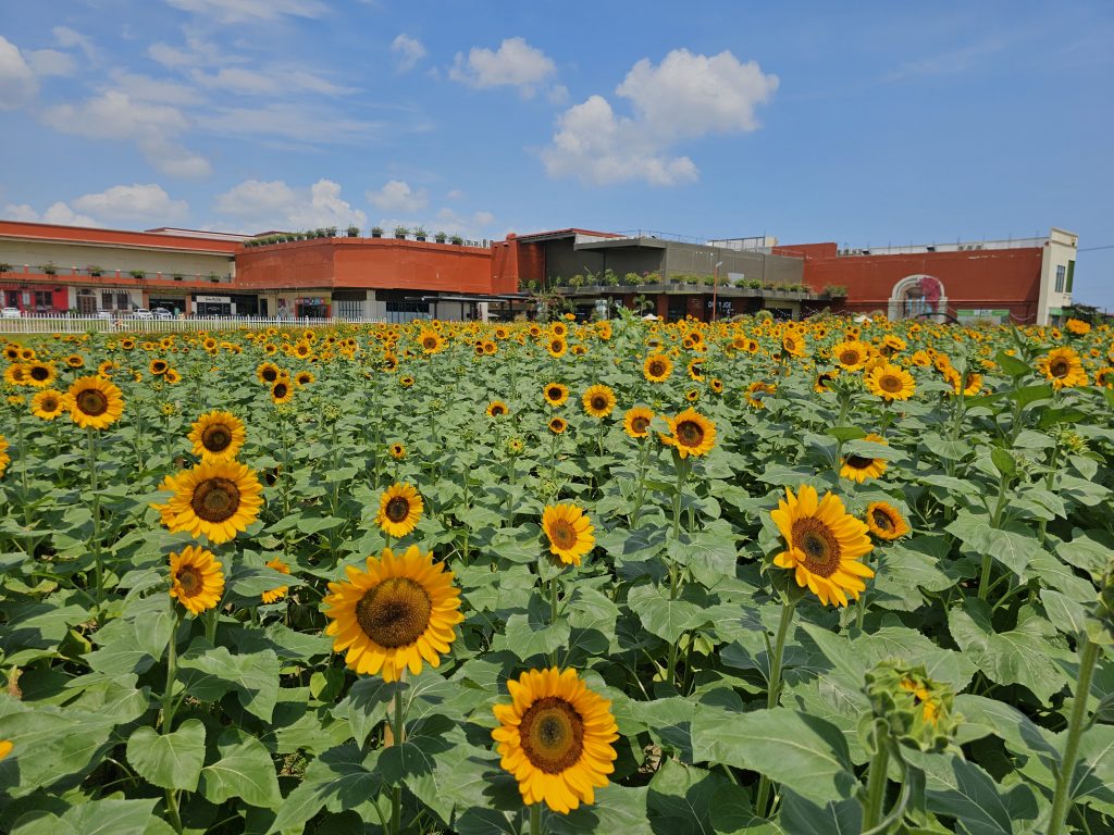 Sunflower field at Floriad Lifestyle